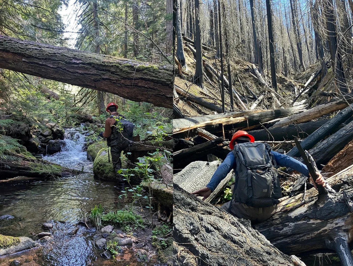 Fieldwork in the HJ Andrews Experimental Forest in Oregon, USA